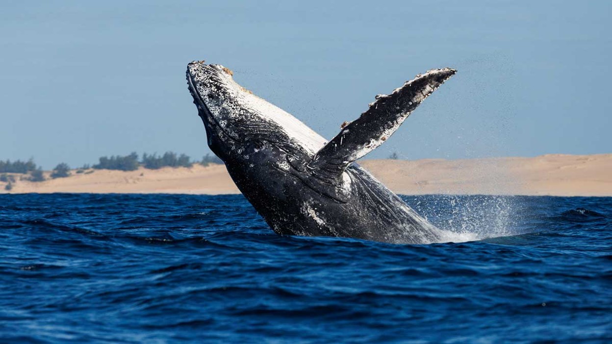 Whale Safari by Helicopter at Kisawa