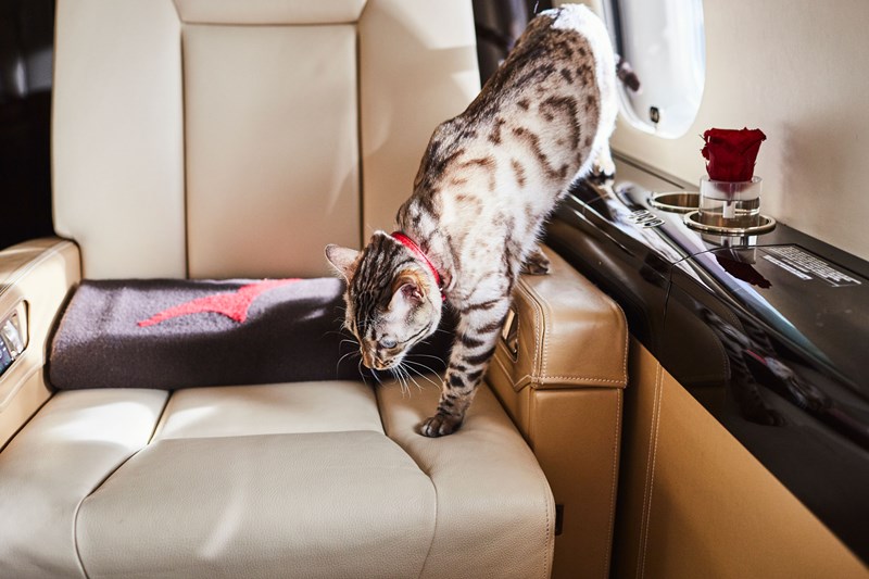 VistaJet, private jet with cat onboard