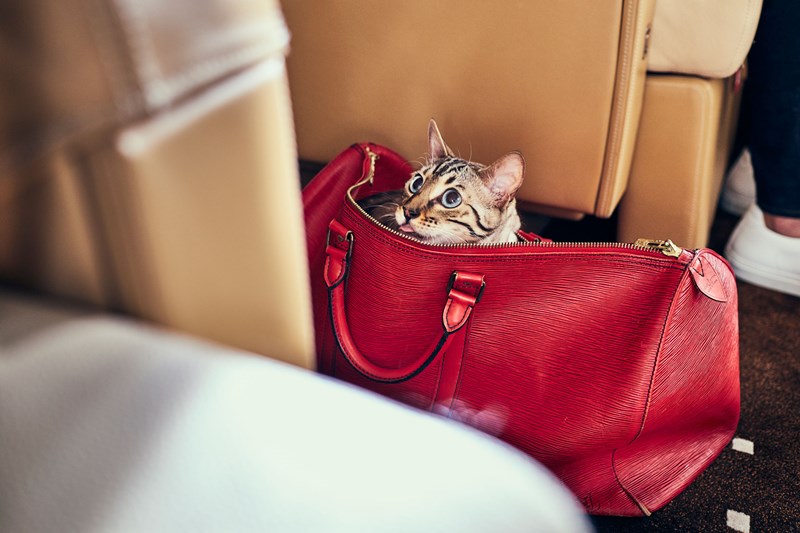 VistaJet, cat on board private jet