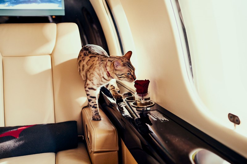 VistaJet, cat on private jet