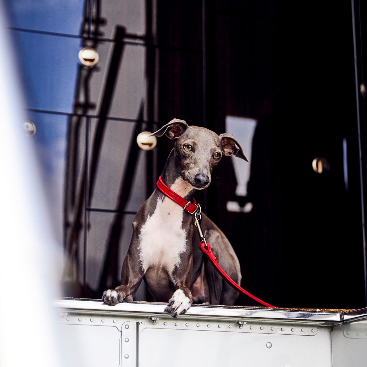 VistaJet, dog on private jet