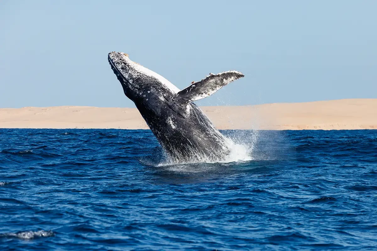 Humpback Whale.webp
