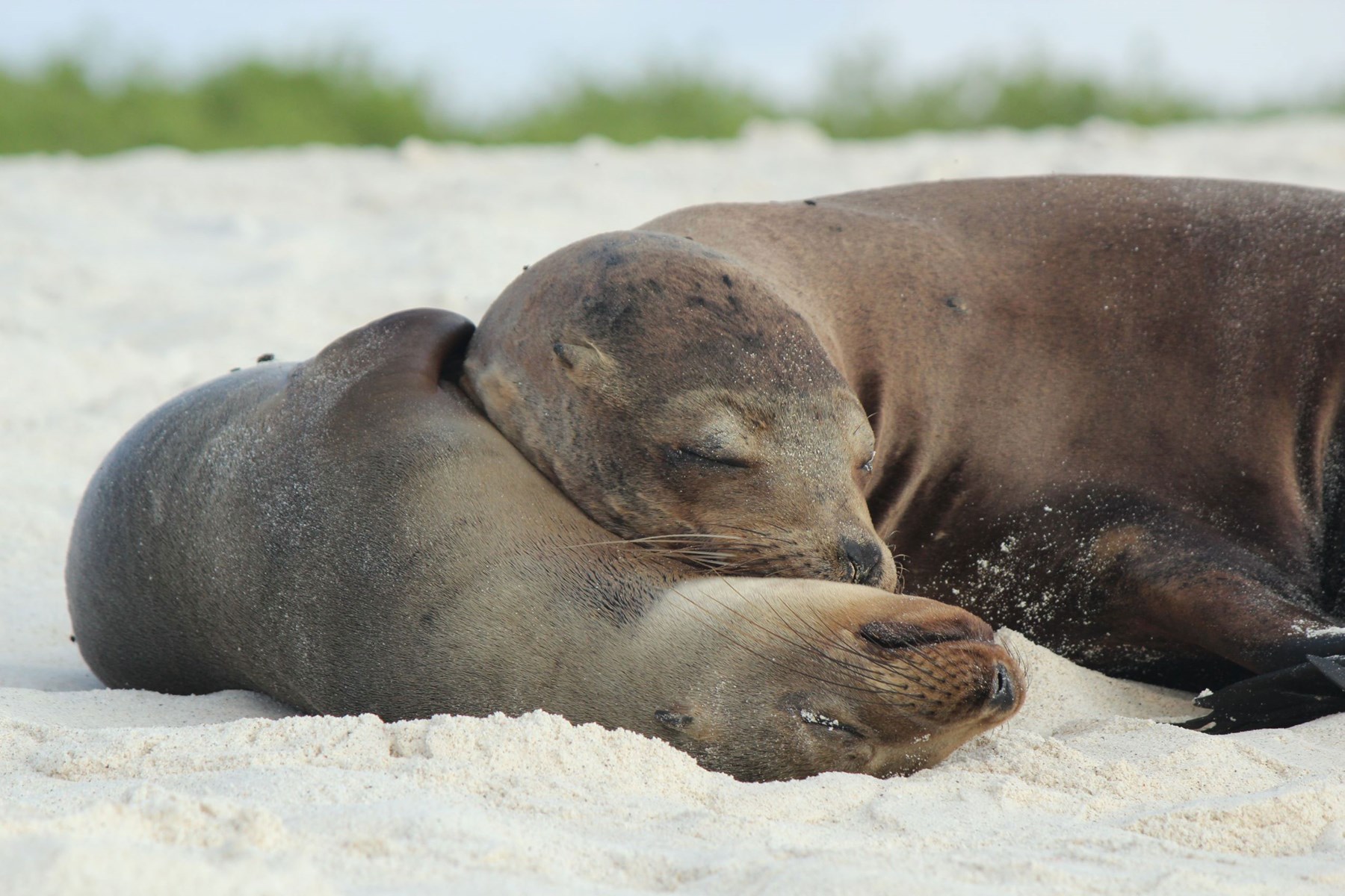 Ecuador and the Galapagos Islands